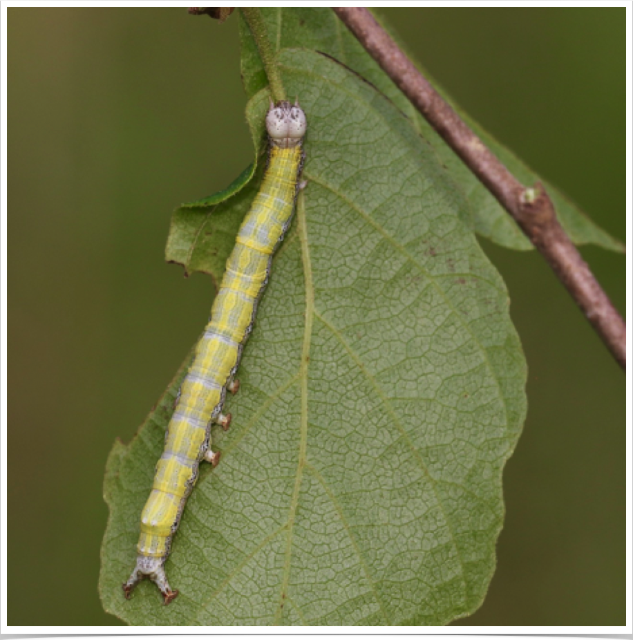 Zale phaeocapna
Hazel Zale
Bibb County, Alabama